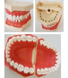 Módulo Tipodonto  (A32 diente) sin articulador