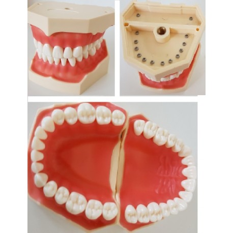 Módulo Tipodonto  (A32 diente) sin articulador